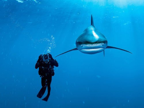 Whitetip Shark Bahamas