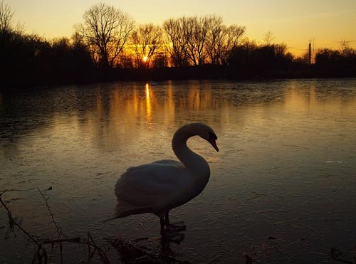 Swans at Sunset