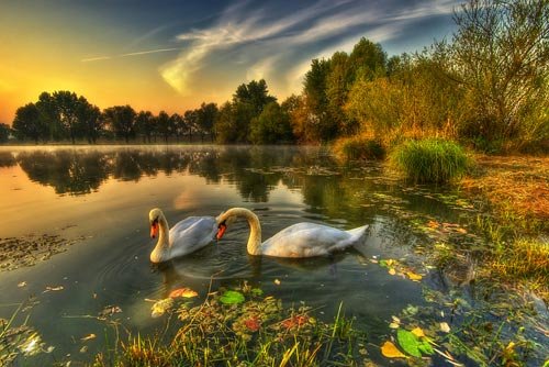 Swans in Lake