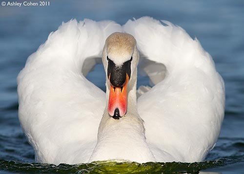 Mute Swan - The Power of Love