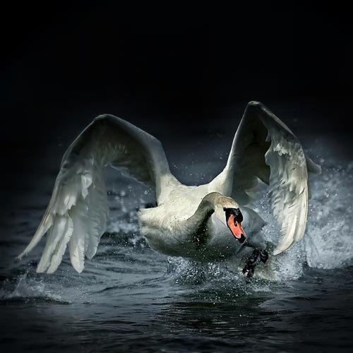 A swan very angry