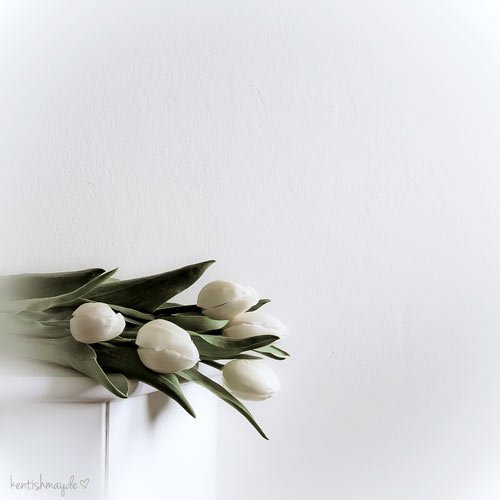 Minimalistic Photography - White Tulips