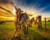 equine friendship