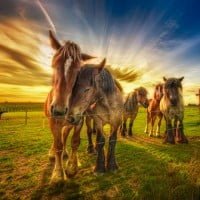 equine friendship