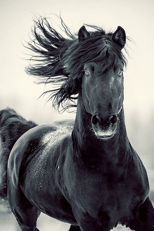 Black Horse