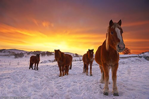 Horses in the Snow