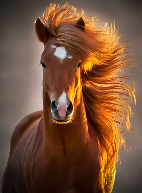 Icelandic Horse on the Run