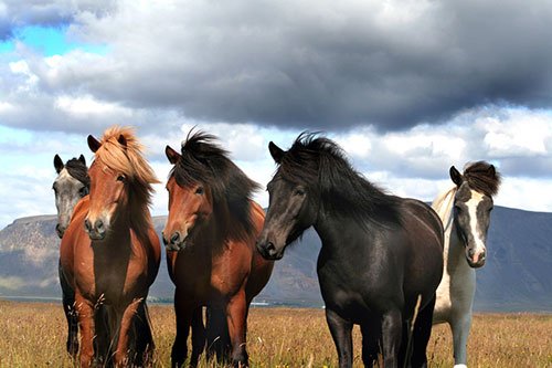 Icelandic Horses