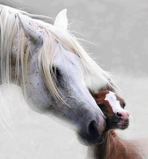 Loving Horse