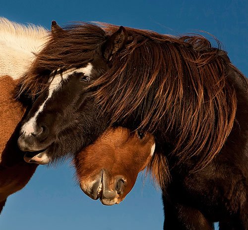 Playing Horses