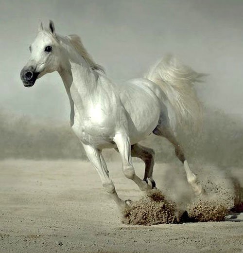 White Horse Running