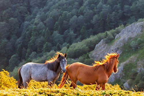 Wild Horses