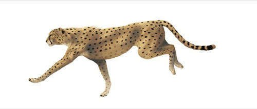 Create a Run Cycle Animation From Scratch in Adobe Photoshop
