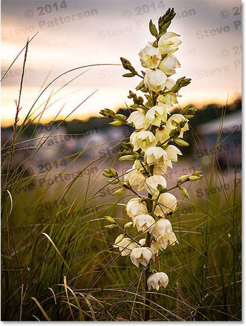 Add A Copyright Watermark Pattern To An Image With Photoshop