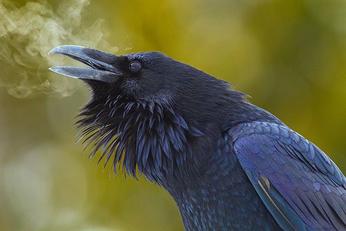 Raven's Breath
