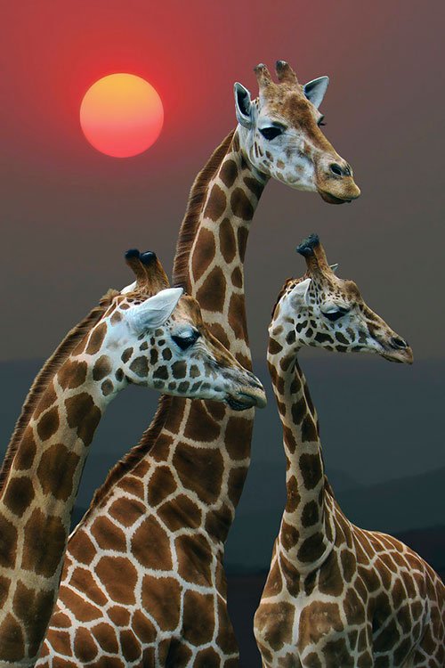 Sunset with Giraffes - Kenya - Random Photos Inspiration